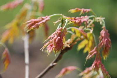 Quercus coccinea - dub šarlatový - jarní větévka